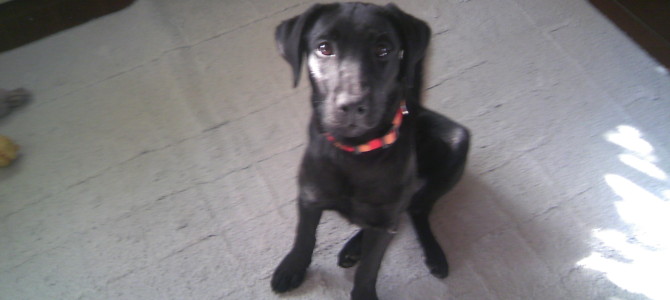 うちの空ちゃん（女の子）です。よろしくお願いします(｀･ω･´)ゞ軌跡