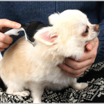 グルーミングしてもらって気持ちいい♪