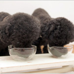 ワンちゃんにもコラーゲンは効くんだよ！