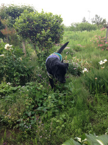 空ちゃんとお庭