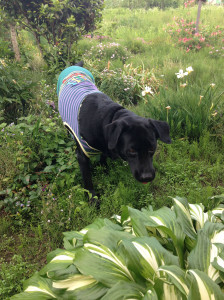 空ちゃんとお庭