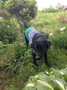 空ちゃんとお庭