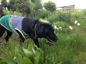 空ちゃんとお庭