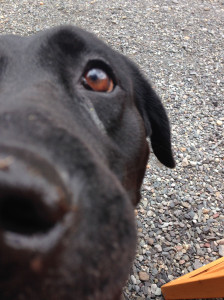 空ちゃんとお庭