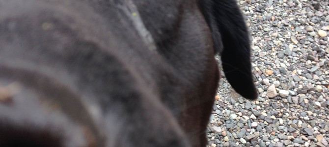 昨日は空ちゃんと庭で遊びました！