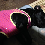 お腹なでられるのが好き(*´ω｀*)