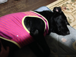 空ちゃんお腹なでなで