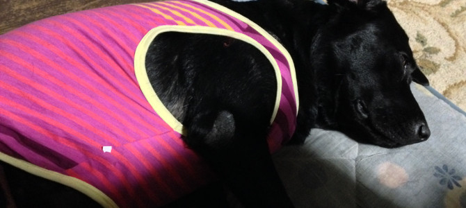 お腹なでられるのが好き(*´ω｀*)