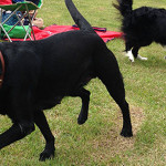 今日は『２０１４　ドックフェスティバル in モヤヒルズ』に行ってきました！