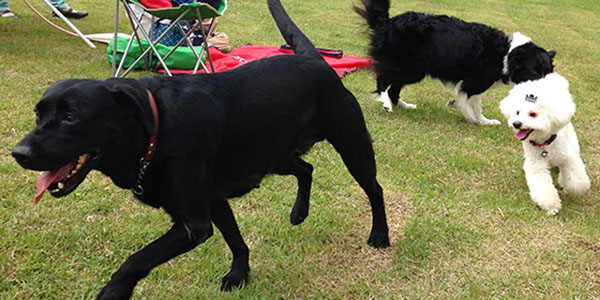 今日は『２０１４　ドックフェスティバル in モヤヒルズ』に行ってきました！