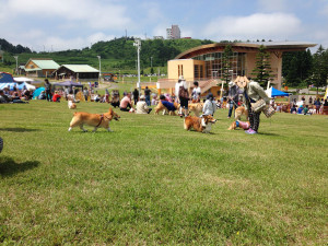 モヤヒルズドッグフェスティバル