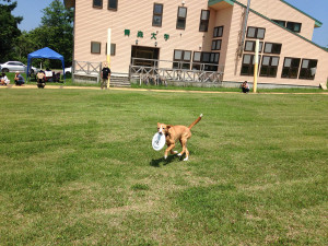 ドヤ顔ワンちゃん