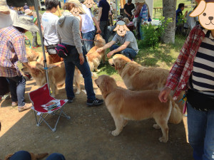 ゴールデンレトリバーの集団