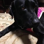 カメラは苦手なの(´・ω・｀)