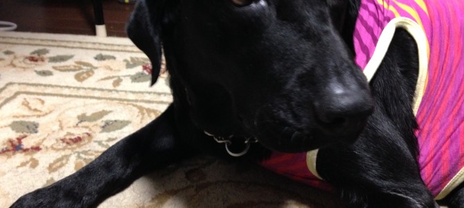 カメラは苦手なの(´・ω・｀)