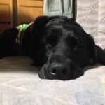 今日は緑の服です(*´ω｀*)