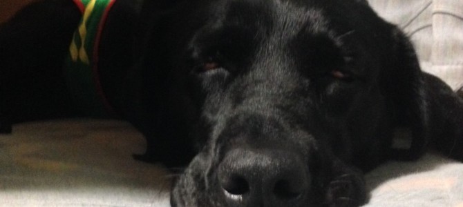 今日は緑の服です(*´ω｀*)