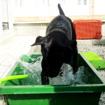 iDOG & iCATのお題でポンに投稿しちゃおうかな