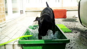 空ちゃん水浴び