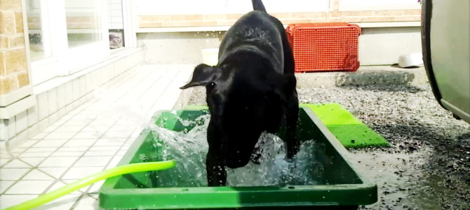 iDOG & iCATのお題でポンに投稿しちゃおうかな