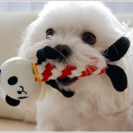 噛んで遊んでる姿もメチャカワ！ボンビアルコン デンタルアニマル