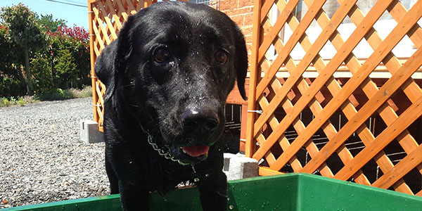 iDOG & iCATのお題でポンに投稿しました！水浴びで遊んでるときの写真です！