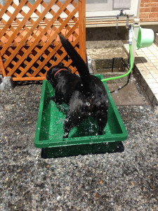 空ちゃん水浴び