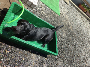 空ちゃん水浴び