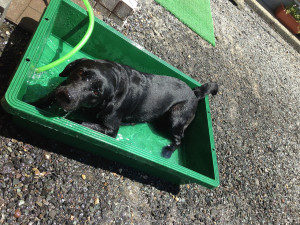 空ちゃん水浴び