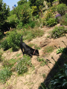 空ちゃん水浴び