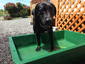空ちゃん水浴び