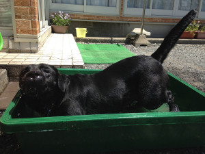 空ちゃん水浴び