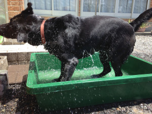 空ちゃん水浴び