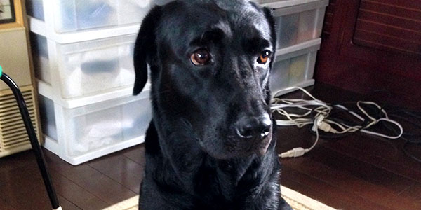 今朝の空ちゃん「雷鳴るかもしれない(； ･`ω･´)」