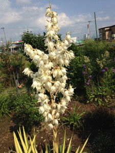 アツバキミガヨラン