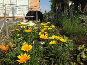 空ちゃんとガザニア