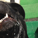 昨日も庭で空ちゃんと遊びました（*´∀｀*）