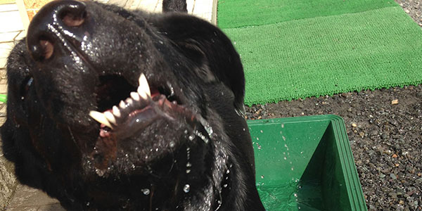 昨日も庭で空ちゃんと遊びました（*´∀｀*）