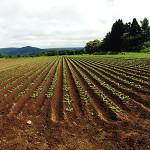 三連休最後は農作業してきました!