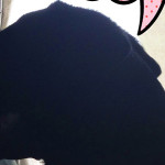 お題でポンの結果は・・・