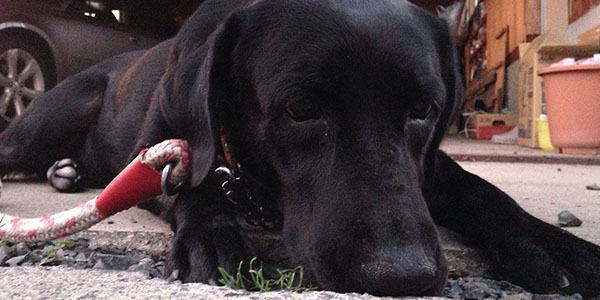 昨日はバーベキューでした(*´ω`*) 昨日はバーベキューでした(*´ω`*)